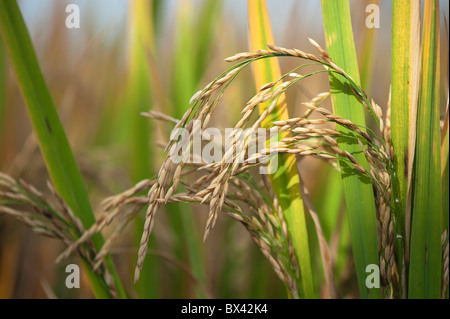 Oryza sativa. Mature grana di riso / sementi sulla pianta in un campo di risone pronto per la raccolta in India Foto Stock