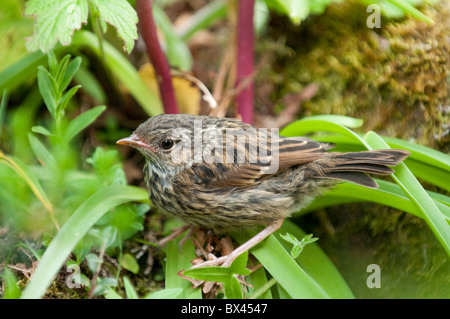 I capretti Dunnock, Prunella modularis. Lake District, REGNO UNITO Foto Stock