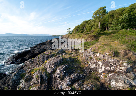 Mare parsimonia Armeria maritima Oban Scozia Scotland Foto Stock