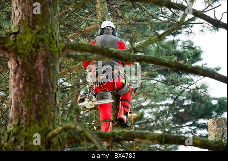 Tree chirurgo chainsaw taglialegna tree medico woodencutting legno taglierina visto l'uomo lavoratore lavoro tagliare verso il basso il rivestimento trimme a fresare Foto Stock