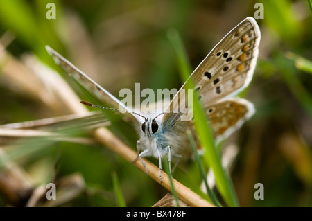 Un comune Blue Butterfly, Polyommatus icarus, seduto su un impianto levetta sotto il sole Foto Stock