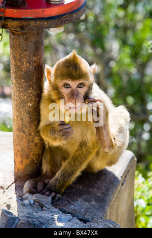 Giovani Barbary Macaque monkey mangiare uno spuntino in / sulla Roccia di Gibilterra. Foto Stock