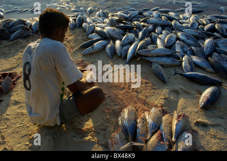 Un pescatore di tonni di taglio testa sulla spiaggia al tramonto alle Maldive Foto Stock