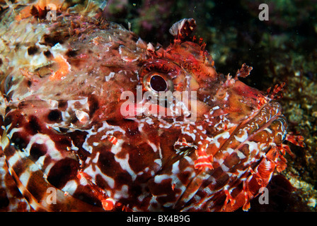 L'infame Scorfani o Pesce porco - Scorpaena scrofa Foto Stock