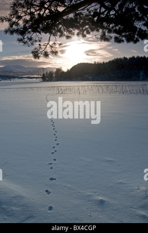 Fox le vie conducono attraverso la neve e il ghiaccio sul Loch Pityoulish, Strathspey, Highlands Scozzesi. SCO 7088 Foto Stock
