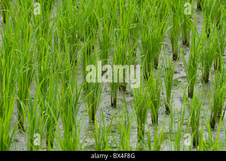 Campo di riso in fase precoce Foto Stock