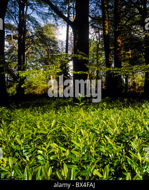 Laurel e foresta in Irlanda Foto Stock