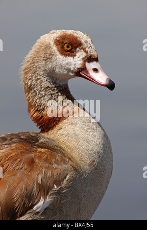 Testa e collo di oca egiziana Alopochen aegyptiacus preso al Lago di Awasa, Etiopia Foto Stock