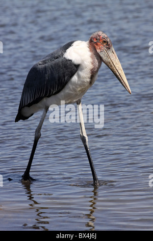 Marabou Stork Leptoptilos crumeniferus Stalking attraverso acqua a lago Ziway, Etiopia Foto Stock