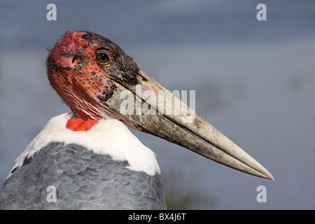 La testa e il becco di Marabou Stork Leptoptilos crumeniferus presso il lago Ziway, Etiopia Foto Stock