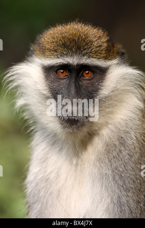 Viso e Testa di scimmia Grivet Cercopithecus aethiops prese a Wendo Genet, Etiopia Foto Stock