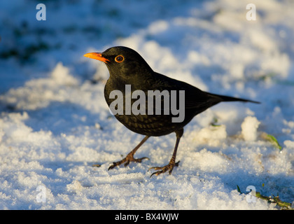 Merlo nella neve Foto Stock