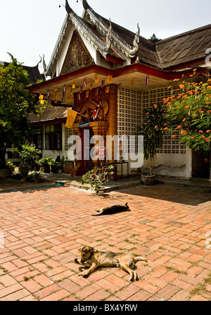 I cani sdraiati al sole a Wat Buppharam in Chiang Mai in Thailandia Foto Stock