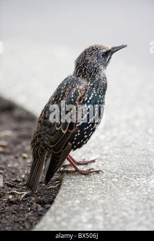 Starling (Sturnus vulgaris). In seguito piumaggio di transizione muta da bambino per adulto. Ottobre. Foto Stock