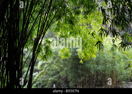 Un bellissimo ramo di bambù, giardino botanico di Lisbona, Portogallo. Foto Stock