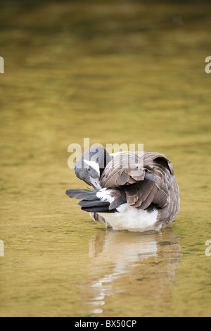 Canada Goose (Branta canadensis). Per raggiungere preen premistoppa sulla coda mentre preening. In piedi in acqua poco profonda. River quindi. Norfolk. Regno Unito. Foto Stock