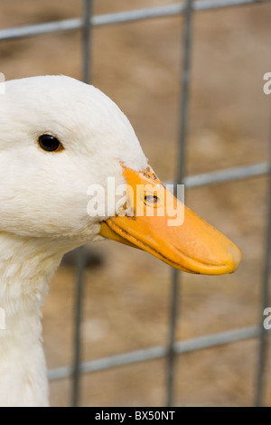 Pekin anatra (Anas platyrhynchos). Razza domestica. In vendita in un pollame vendita all'asta, Suffolk, East Anglia. Ritratto. Foto Stock