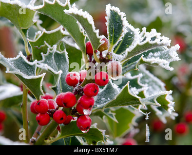 Agrifoglio e bacche di neve Foto Stock