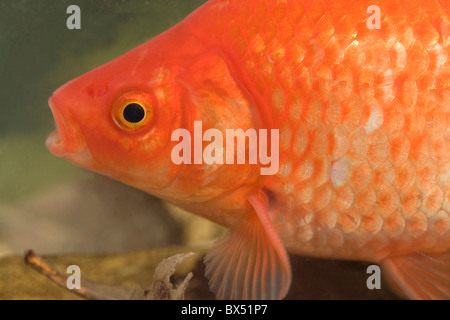 Goldfish Carassius auratus. Estremità di testa che mostra la bocca, occhio, gill coperchio corpo, bilance, pinna pettorale. Foto Stock