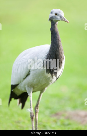 Demoiselle gru (Anthropoides virgo). Di quattro mesi i capretti nel piumaggio immaturi. Foto Stock