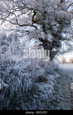 Winter scenes in Somerset, England, UK. Frosty fields and frozen mixed woodland, dusted with snow. Biting cold winter. Foto Stock