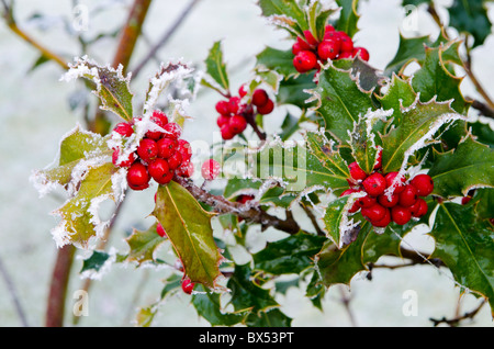 Agrifoglio e bacche di neve Foto Stock