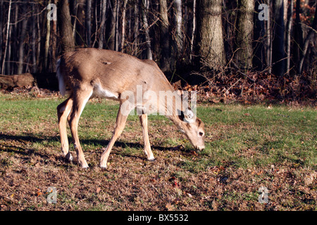 Un bianco-coda di cervi rossi, Odocoileous virginianus, pascolo a bordo di un Bosco in autunno. Foto Stock