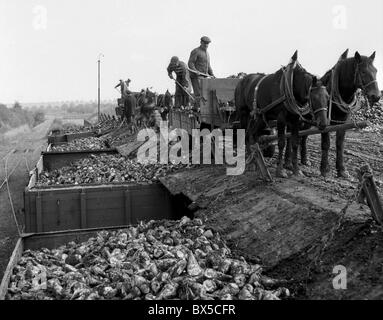 Raffineria di zucchero, barbabietole, Regno Cooperativa Agricola Foto Stock