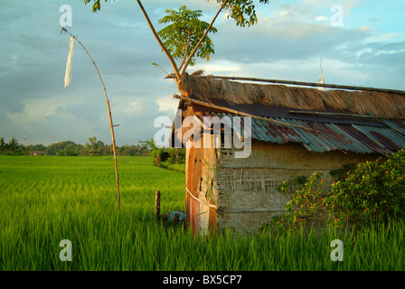 Poco dopo l'alba in un verde lussureggiante Ubud, Bali campo di riso. Una lavoratori shack è costruito per offrire riparo dal sole e dalla pioggia. Foto Stock