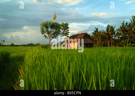 Poco dopo l'alba in un verde lussureggiante Ubud, Bali campo di riso. Una lavoratori shack è costruito per offrire riparo dal sole e dalla pioggia. Foto Stock