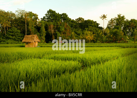 Poco dopo l'alba in un verde lussureggiante Ubud, Bali campo di riso. Una lavoratori shack è costruito per offrire riparo dal sole e dalla pioggia. Foto Stock