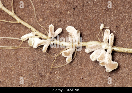 Simbiotico noduli root su alfalfa, Foto Stock