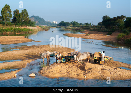 Indian uomini tenendo sabbia dal fiume chitravathi su carrelli di giovenco per utilizzo in edilizia . Puttaparthi, Andhra Pradesh, India Foto Stock