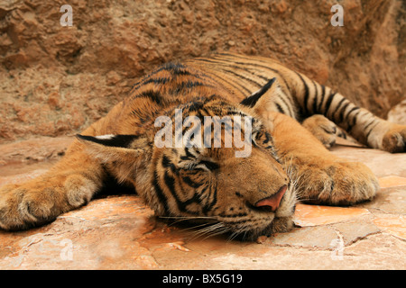 Sleeping Tiger in Thailandia del tempio di Tiger Foto Stock