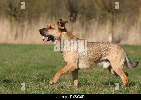 Boxer-German-pastore-mongrel Foto Stock