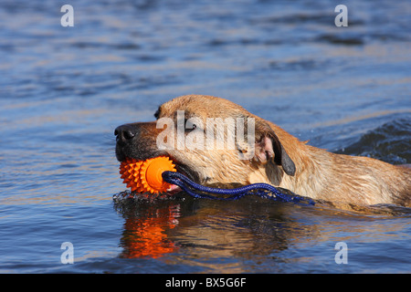 Boxer-German-pastore-mongrel Foto Stock