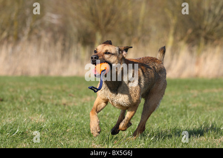 Boxer-German-pastore-mongrel Foto Stock