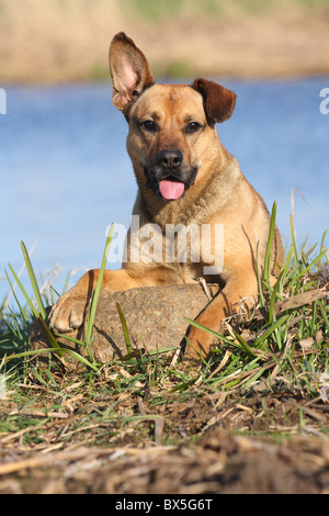 Boxer-German-pastore-mongrel Foto Stock