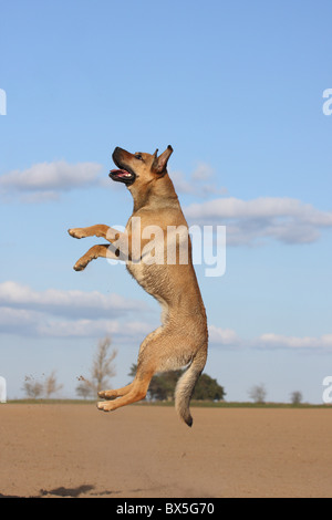Boxer-German-pastore-mongrel Foto Stock