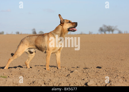 Boxer-German-pastore-mongrel Foto Stock