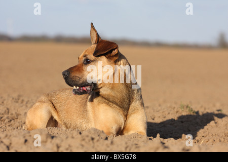 Boxer-German-pastore-mongrel Foto Stock