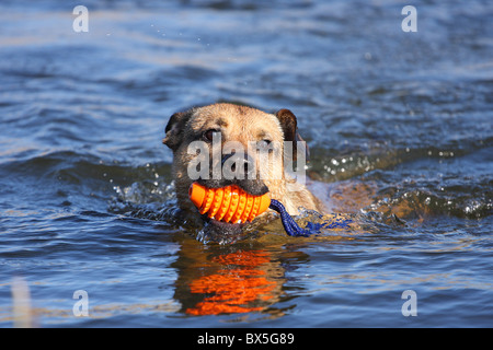 Boxer-German-pastore-mongrel Foto Stock