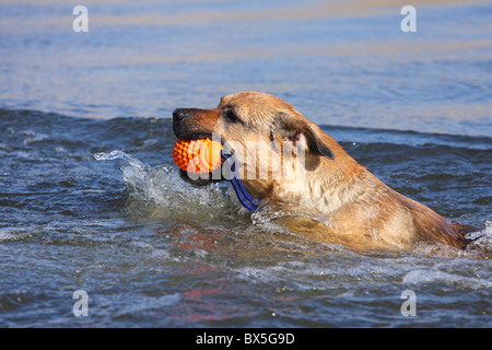 Boxer-German-pastore-mongrel Foto Stock