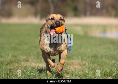 Boxer-German-pastore-mongrel Foto Stock