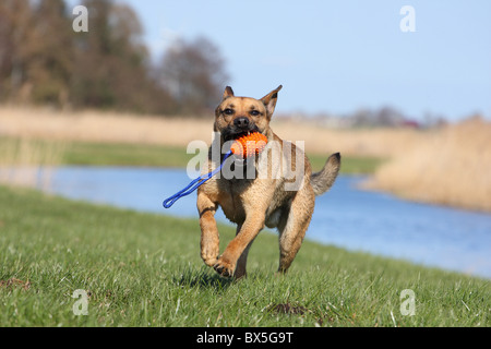 Boxer-German-pastore-mongrel Foto Stock