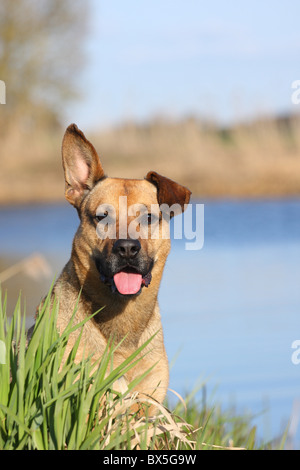 Boxer-German-pastore-mongrel Foto Stock