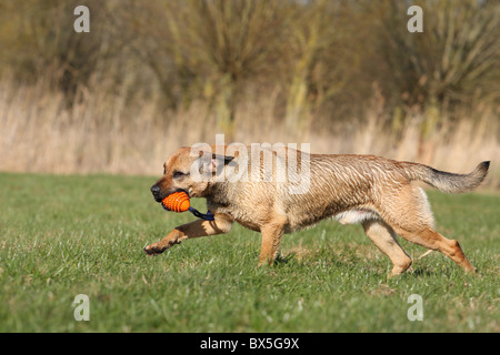 Boxer-German-pastore-mongrel Foto Stock