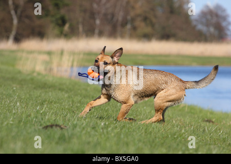 Boxer-German-pastore-mongrel Foto Stock
