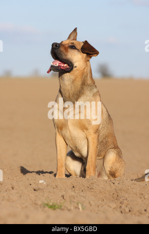Boxer-German-pastore-mongrel Foto Stock