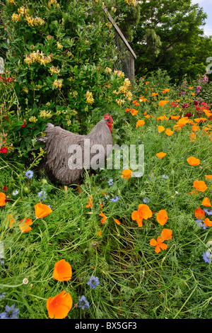 Primavera nel giardino, Happy Rooster Foto Stock